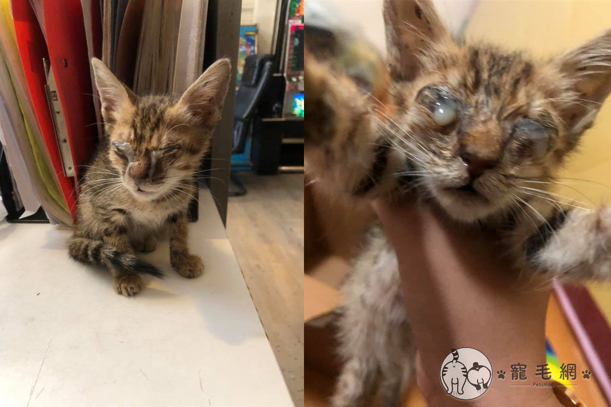 ▲雲林一名網友在路邊撿到眼睛流膿小貓，情況很不樂觀便帶回家照顧！（圖／網友蔡亭儀授權）