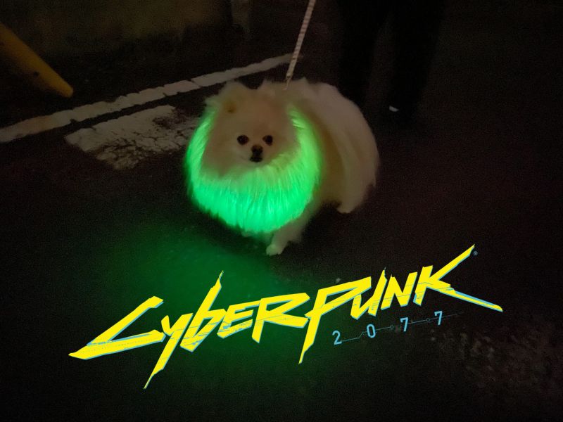 ▲cyberdog