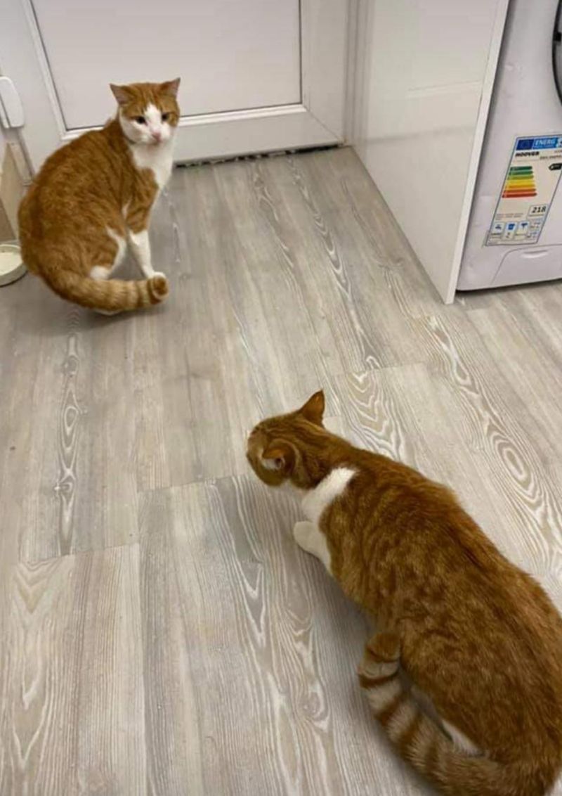 ▲家裡貓自己回來,沒想到好心鄰居也幫忙找回一隻!(圖/reddit@teoman_asyn)