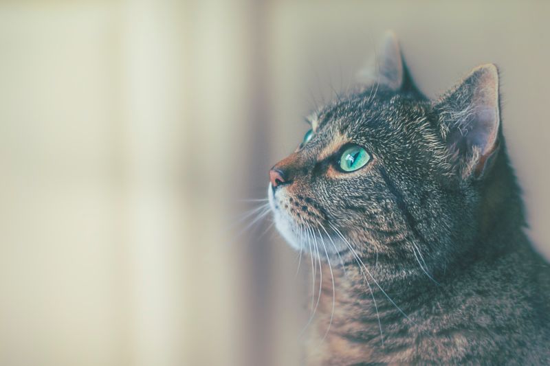 ▲原來沙發底下真的有一隻貓。(示意圖/取自unsplash)