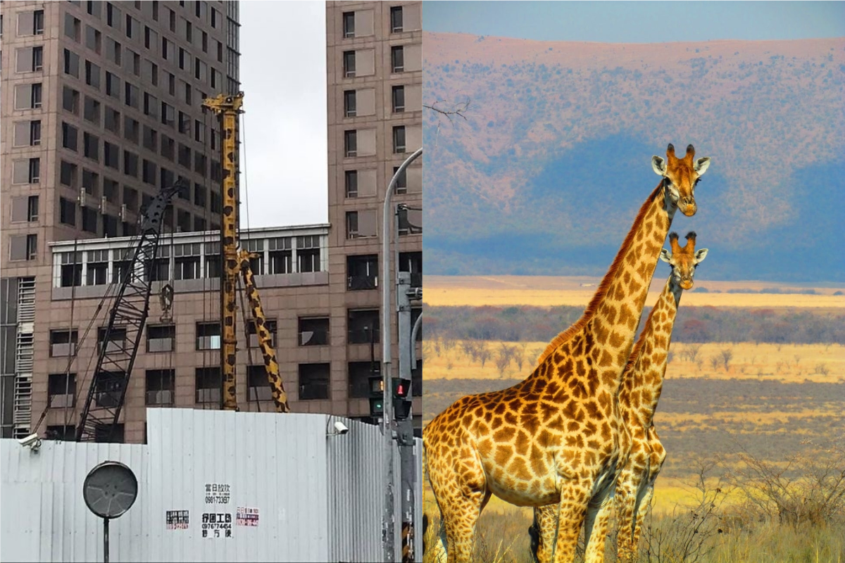 ▲有網友路過工地時，發現有「長頸鹿」受困於工地。（示意圖／翻攝自《新·路上觀察學院》及《pexels》 ）
