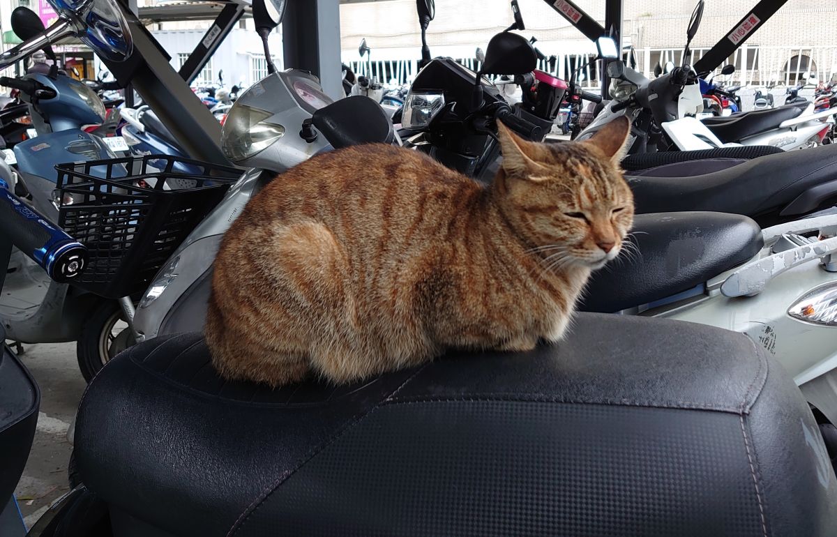 ▲貓咪超愛「霸佔機車坐墊」？養貓族吐3關鍵。（圖／翻攝自PPT）