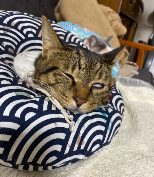 ▲而今天的主角就是這位：睡到翻白眼的虎斑貓！（圖／Instagram＠midorinotanbo）