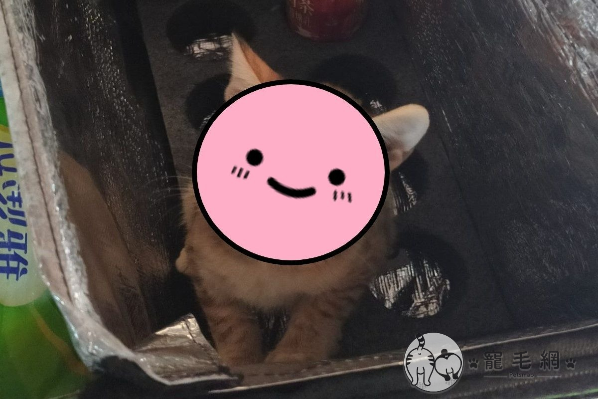 ▲網友的外送保溫箱一夜之間竟然生出橘貓？（圖／網友Hou Oliver授權提供）