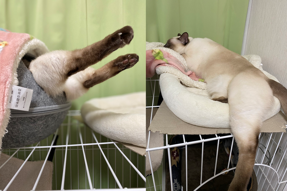 ▲主人撞見貓主子毫無防備睡姿，從貓窩伸出可愛小萌腿！（圖／Twitter@5EfOKY2lpzcQIRP）