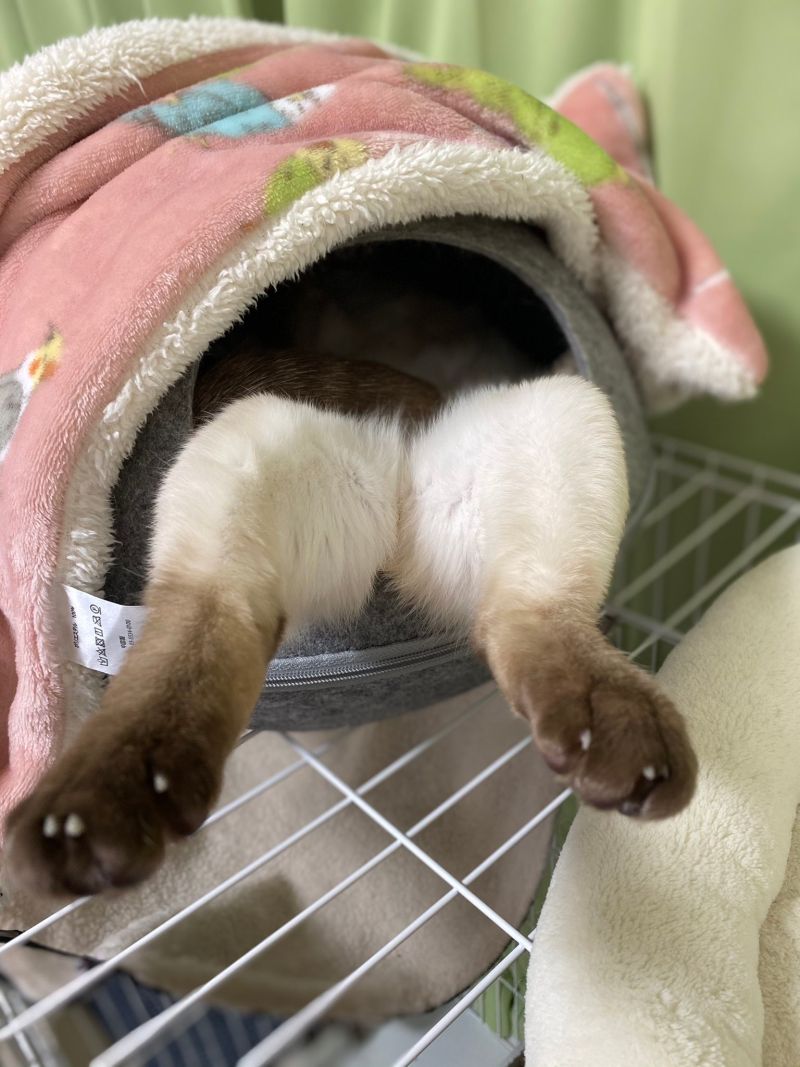 ▲伸出小萌腿,引誘人摸一把!(圖/Twitter@5EfOKY2lpzcQIRP)