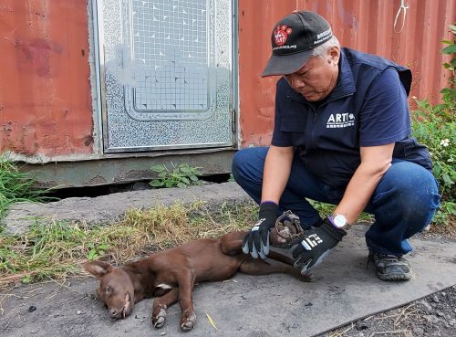 犬隻頻遭捕獸鋏、山豬吊夾傷！去年累計33件　違者最重開罰7.5萬
