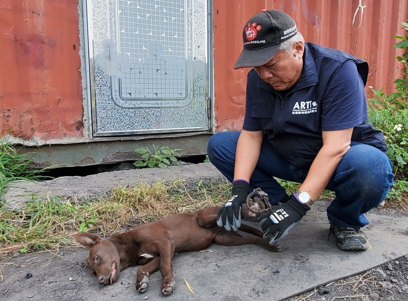 犬隻頻遭捕獸鋏、山豬吊夾傷！去年累計33件　違者最重開罰7.5萬