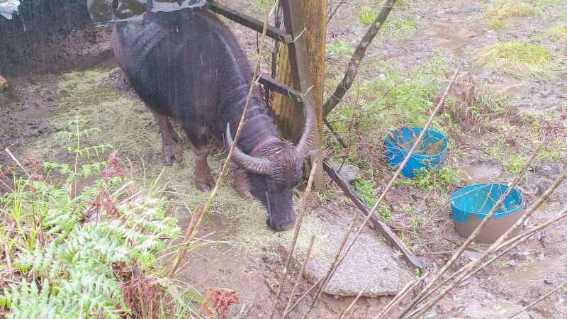 陽明山牛群「營養失衡」屢傳死亡　陽管處7措施協助越冬
