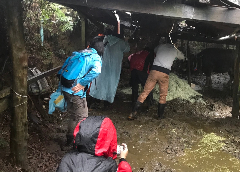 ▲陽明山國家公園管理處與動保團體、台北市動保處昨(22)日緊急趕到擎天崗,為野化水牛補充營養。(圖/陽明山國家公園管理處提供)