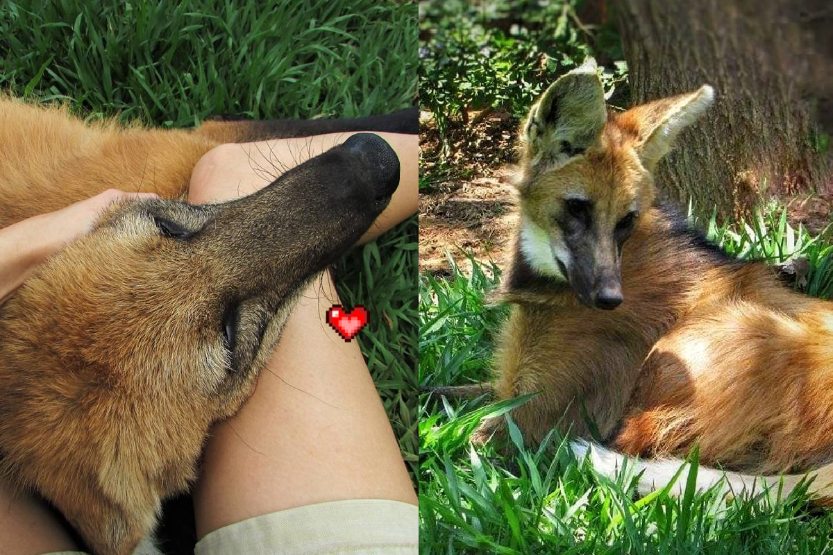 ▲鬃狼見人類走來，遠處大開飛機耳「狂塞奶」！（圖／Youtube＠Naty's Adventures）