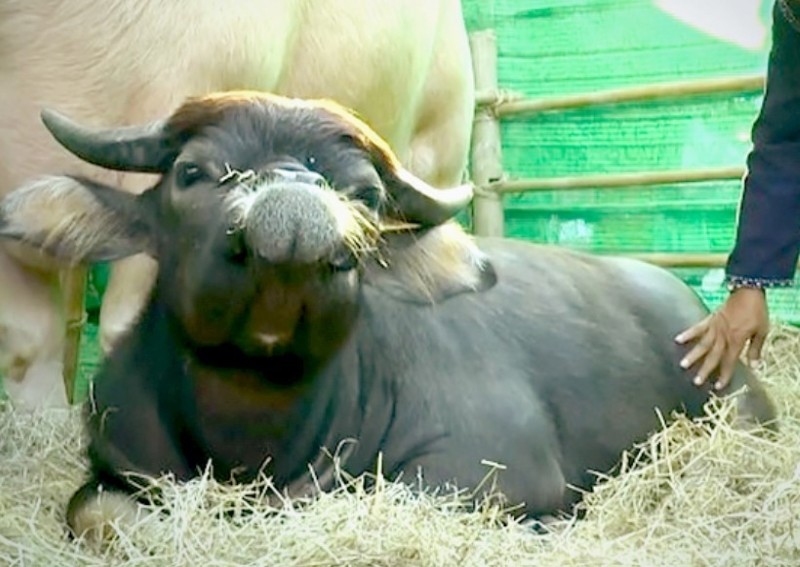▲12月14日，在當地的節慶市集上，一隻水牛「Mumu」立刻成為熱門話題，不少人爭相湧入只為了跟牠合照。（圖／翻攝自國民報／ANN）