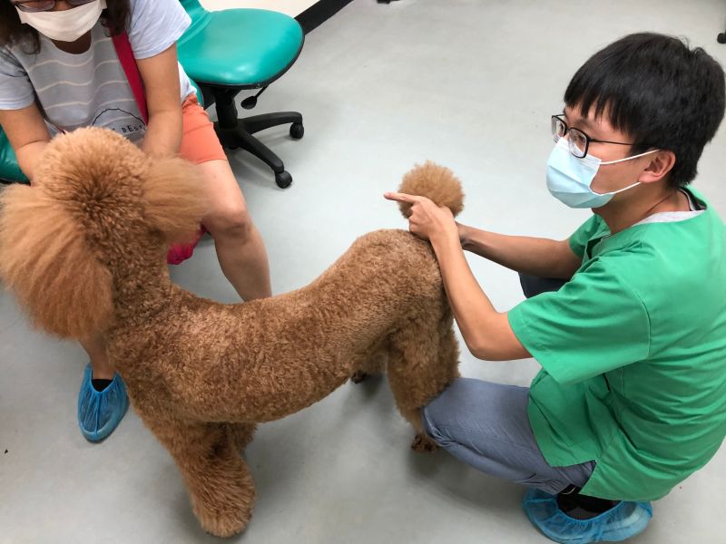 ▲檢疫中心內工作人員正在為犬隻進行外觀檢查。（圖／防檢局提供）