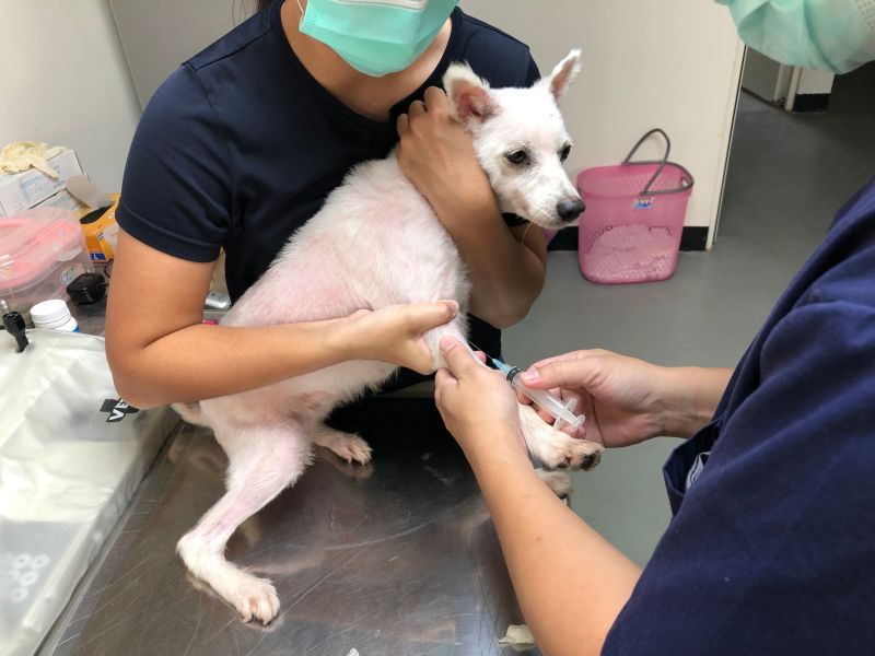 ▲檢疫中心工作人員正在為犬隻進行採血。(圖/防檢局提供)