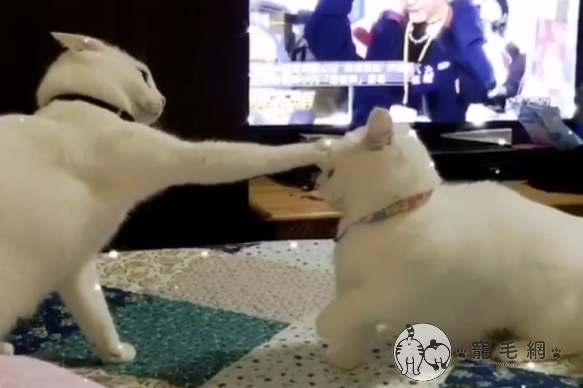 ▲短腿貓挑釁白貓，卻無情地被「一掌壓制」（圖／網友高雄林小姐授權提供）