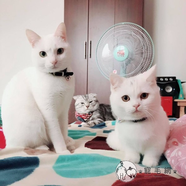 ▲網友林小姐養了三隻貓咪，從左到右分別是7歲的米克斯白貓「Qmi」、4歲的美短「Rmi」與3歲的曼赤肯「Ami」（圖／網友高雄林小姐授權提供）