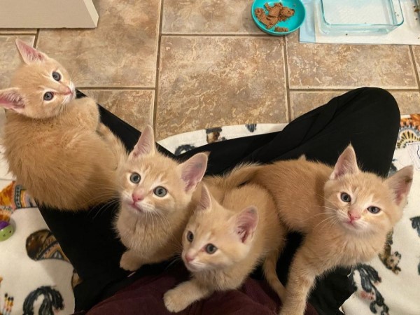 ▲寄養媽媽凱拉日前接手四隻剛斷奶的小橘貓兄弟，發現牠們非常可愛（圖／IG@salemfosterkittens）