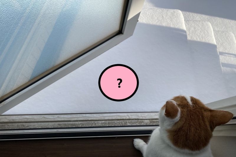 ▲橘白貓想出門玩，一碰到雪就秒放棄（圖／twitter@koyuki_202）