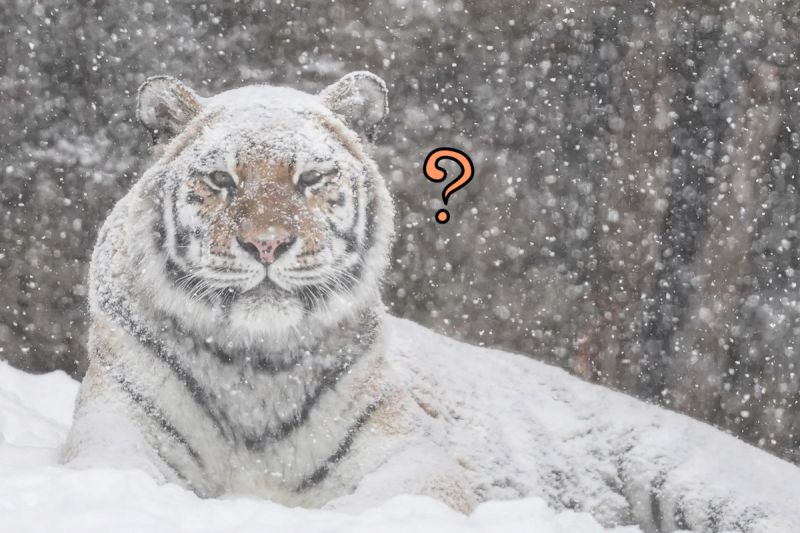 霸氣虎全身沾滿雪　他認真一看大笑：原以為是「白老虎」
