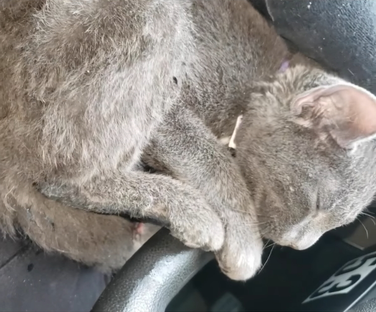 ▲動物收容所志工緊急前往救援,小貓冷到狂發抖(圖/FB@Michigan