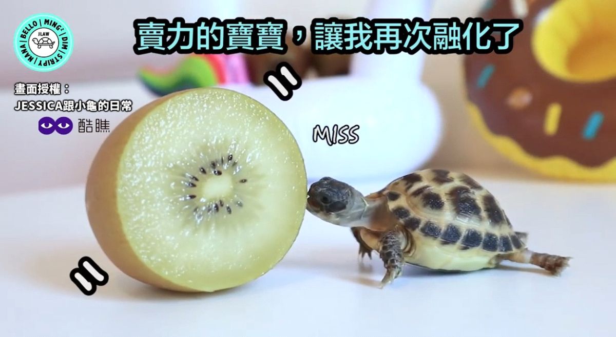 ▲ 龜龜Bello看到奇異果好興奮，小小嘴巴吃相超療癒。（圖／JESSICA跟小龜的日常 授權）