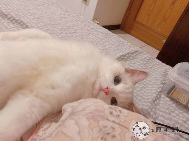 ▲泥好~我是小翠花~(圖/Instagram@tsuitsui_ragdoll)
