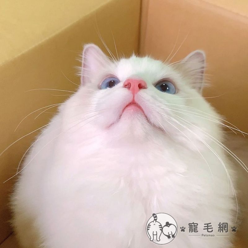 ▲奴才最喜歡的小翠花下巴!(圖/Instagram@tsuitsui_ragdoll)