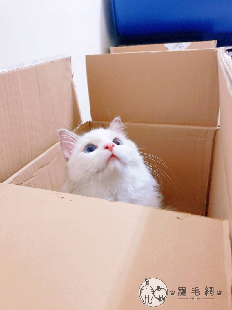 ▲叮咚!你的小翠花小姐來囉~(外送廣告口音)(圖/Instagram@tsuitsui_ragdoll)