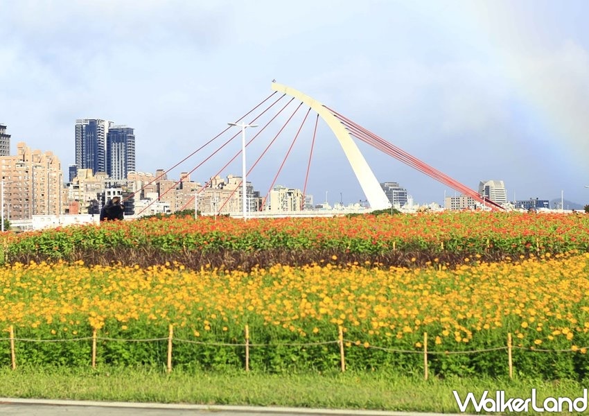 ▲大佳河濱公園花海即22日起至110年1月中旬免費打卡，打造專屬於台北人的浪漫。（圖／Taipei Walker提供）