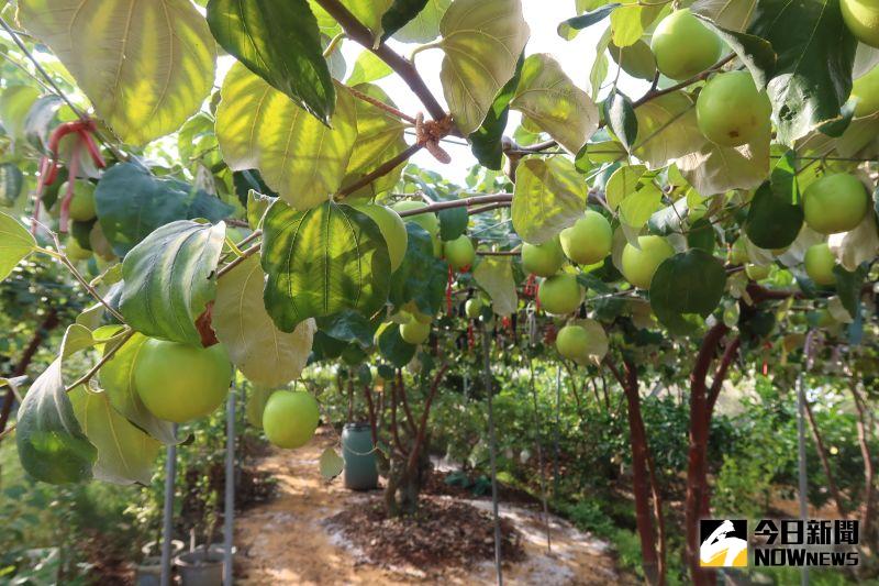 ▲果農陳勝華種植6分的的蜜棗,為了種出好吃蜜棗,他養蒼蠅授粉、一個產季至少疏果五次。(圖/記者陳雅芳攝,2020.12.