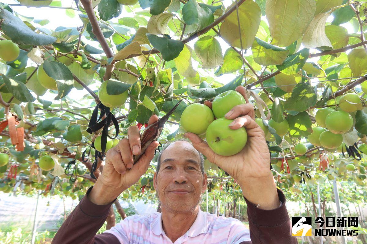 ▲員林市果農陳勝華每天拄著柺杖在果園工作，所種植的蜜棗有水梨般口感，元旦假期果園開放遊客觀光採果。（圖／記者陳雅芳攝，2020.12. 26）