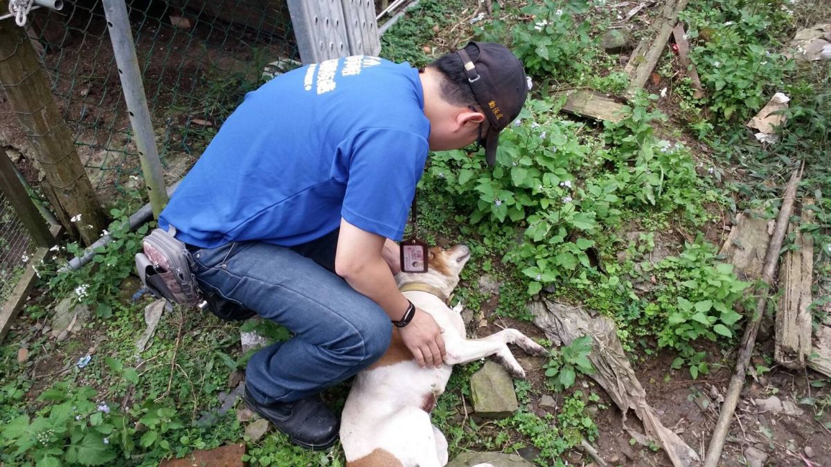 ▲動保員為狗狗實行心肺復甦術。（圖/新北市政府提供）