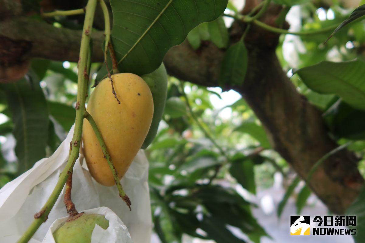 ▲陳清塗所種植的「四季檨」，讓冬天也有好吃的芒果，物以稀為貴，四季檨的身價更高。（圖／記者陳雅芳攝）
