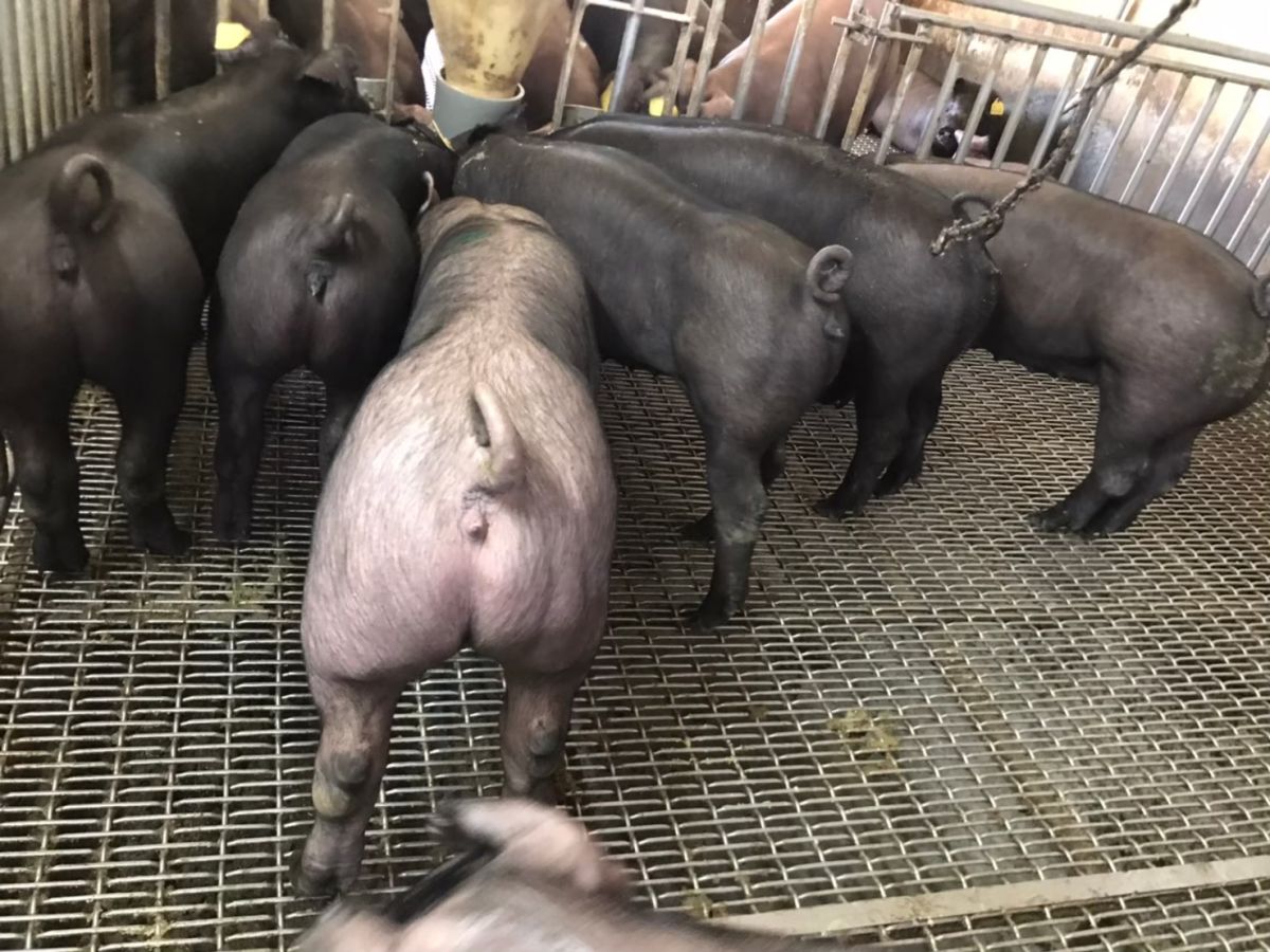 ▲政府元旦起擴大開放含有萊克多巴胺的美豬進口，對此林智群律師則反酸質疑民眾「進口不等於逼你吃」。（圖／資料畫面）