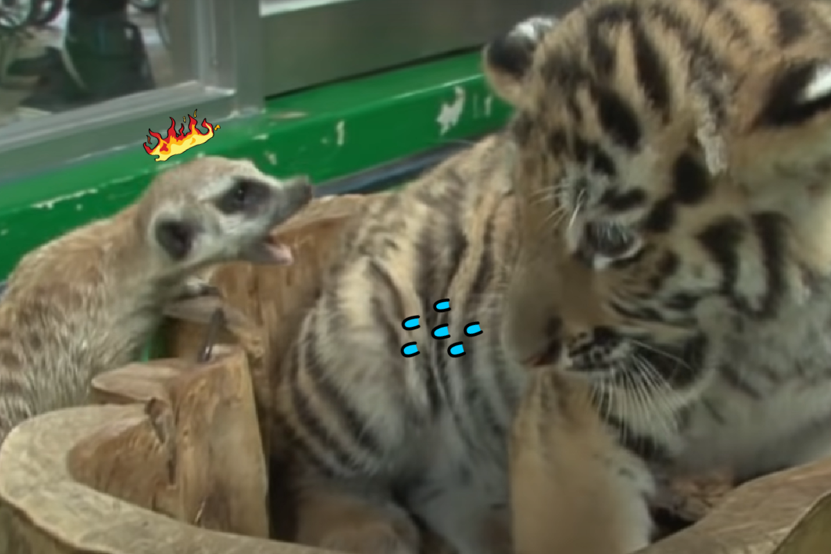 ▲床位被占狐獴「超凶狠」，小奶虎害怕到顫抖「縮牆角」！（圖／Youtube＠SBS TV동물농장x애니멀봐）