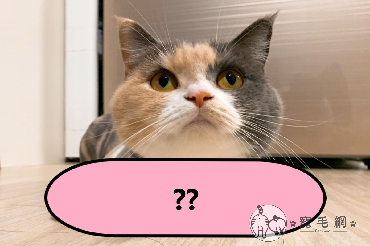 ▲網友詹小姐家的三花貓以怪姿勢「折手手」引起網友噴笑（圖／網友詹崴淇授權提供）