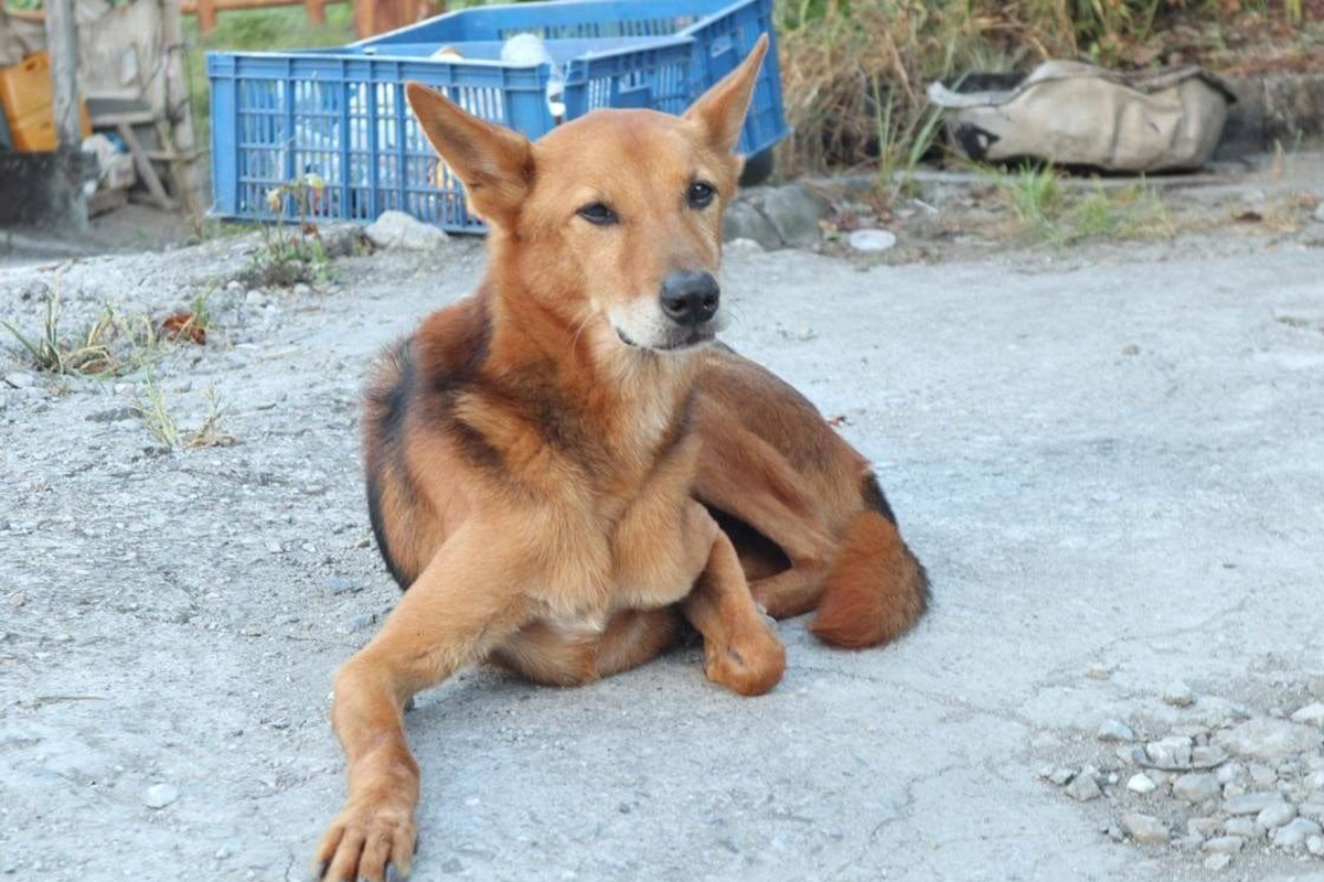 ▲多多十年內搬八次家，日前意外走失，請為牠找到回家的路！（圖／明志科大動物生命關愛社授權）