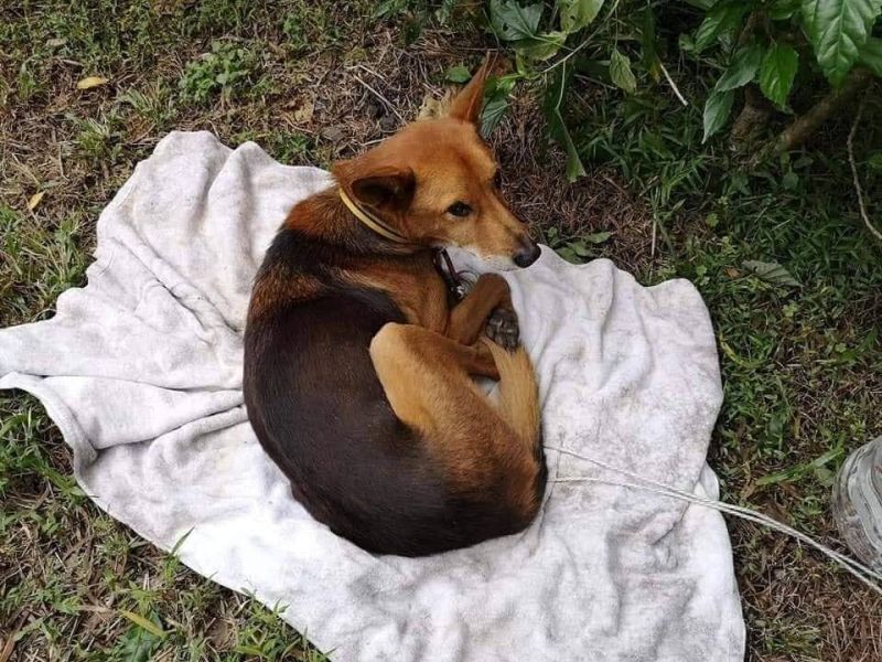 ▲(圖/明志科大動物生命關愛社授權)