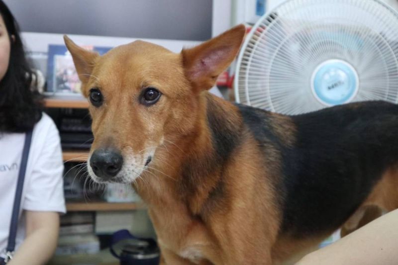 ▲(圖/明志科大動物生命關愛社授權)