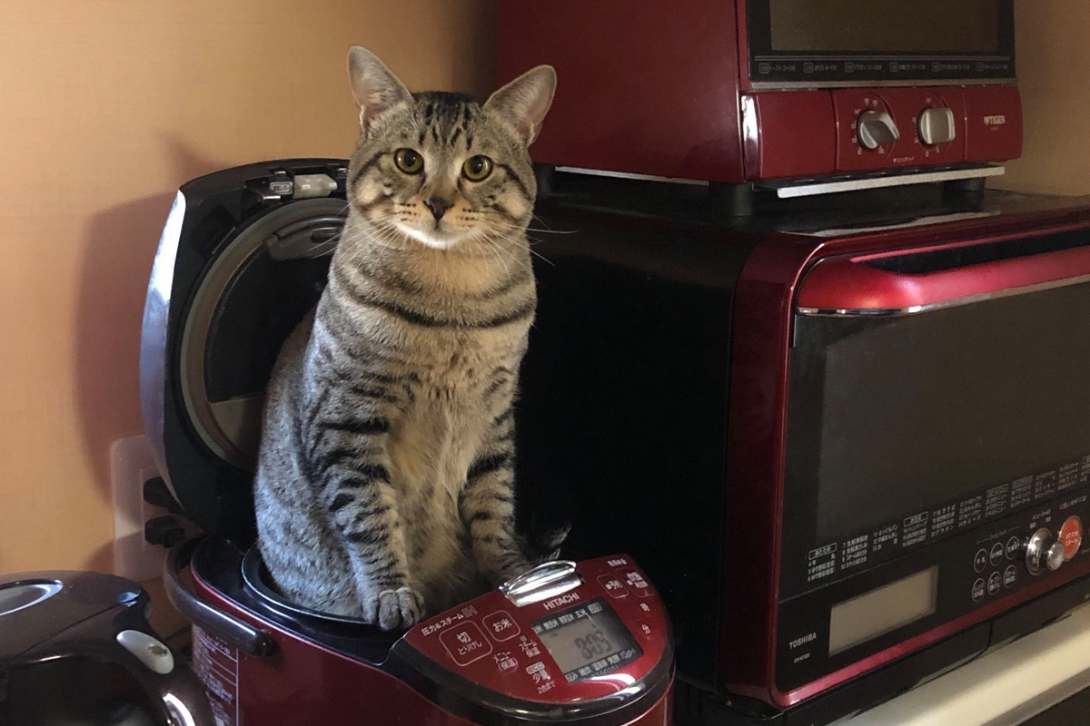 ▲早上忙做飯！一轉眼竟看到電鍋長出貓咪來！（圖／Twitter@mofunail）