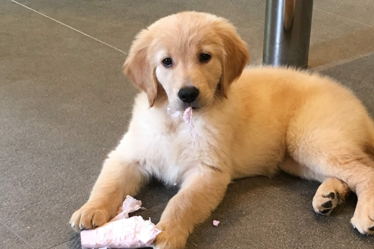 ▲日本一隻調皮金金，從小到大不改壞習慣。（圖／Twitter@koha170405）