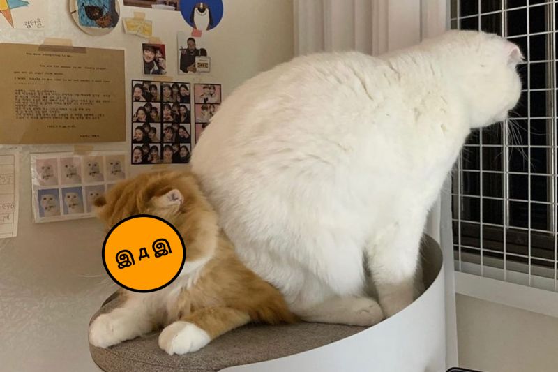 ▲韓國的一對網紅貓，最近因為白貓屁股壓同伴的照片爆紅！（圖／IG＠muuuuuuji）