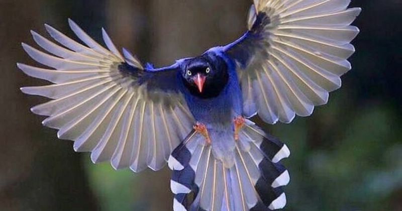 ▲台灣藍鵲雖然顏色鮮豔，十分美麗，卻因為牠著名的壞脾氣近期讓許多愛攝影的外國人直呼：遠離保命！（圖／取自u/Saibotnl1/Reddit）