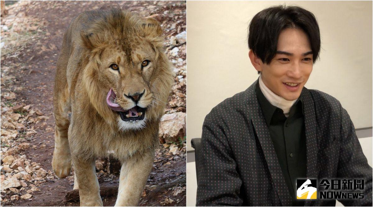 ▲町田啓太（右）透露曾在南非差點被獅子吃掉。（圖／美聯社、資料照）
