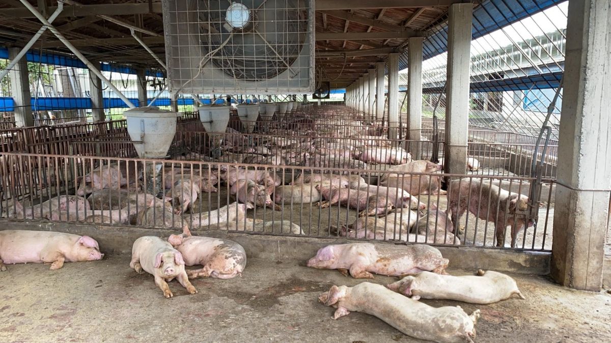 嚴防非洲豬瘟！關務署提4策進作為 嚴查中港澳航班旅客