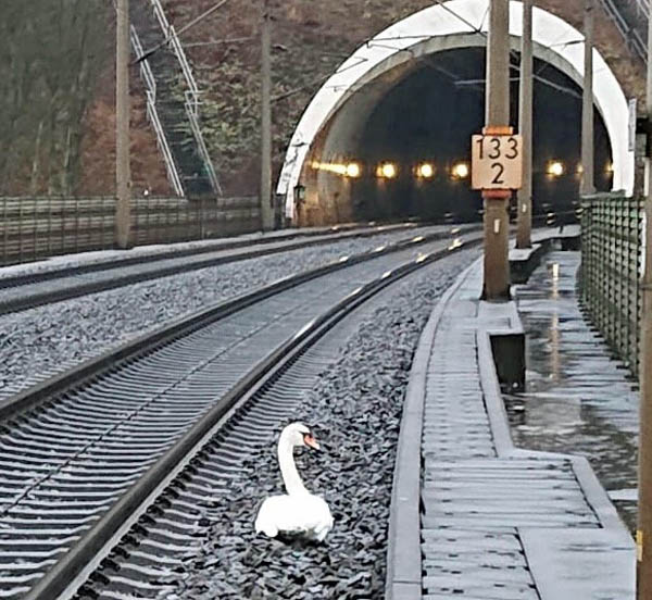 ▲德國12月23日鐵道上出現一隻正在哀悼同伴的天鵝 (圖|德國聯邦警察)