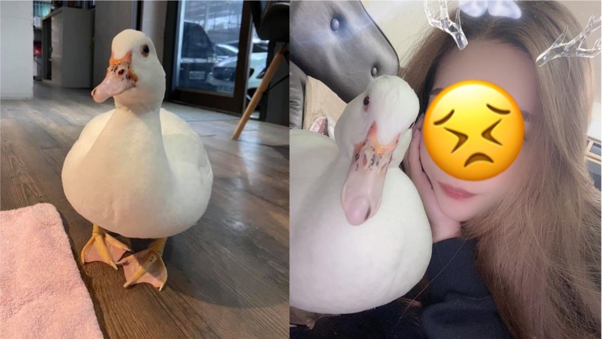 ▲鴨鴨快回家！桃園這名女網友的寵物鴨遭家人未經允許私自賣掉，焦急的她也希望透過網路的力量找回心愛的鴨鴨。（圖／翻攝自臉書社團《爆廢公社》）