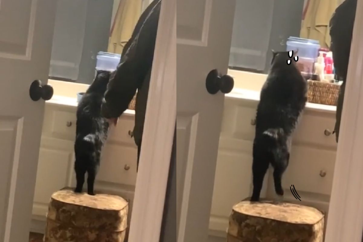 ▲胖貓挺巨肚「喵喵叫」上不去，主人在旁暖心激勵！（圖／TiKTok＠andrewmymandrew）