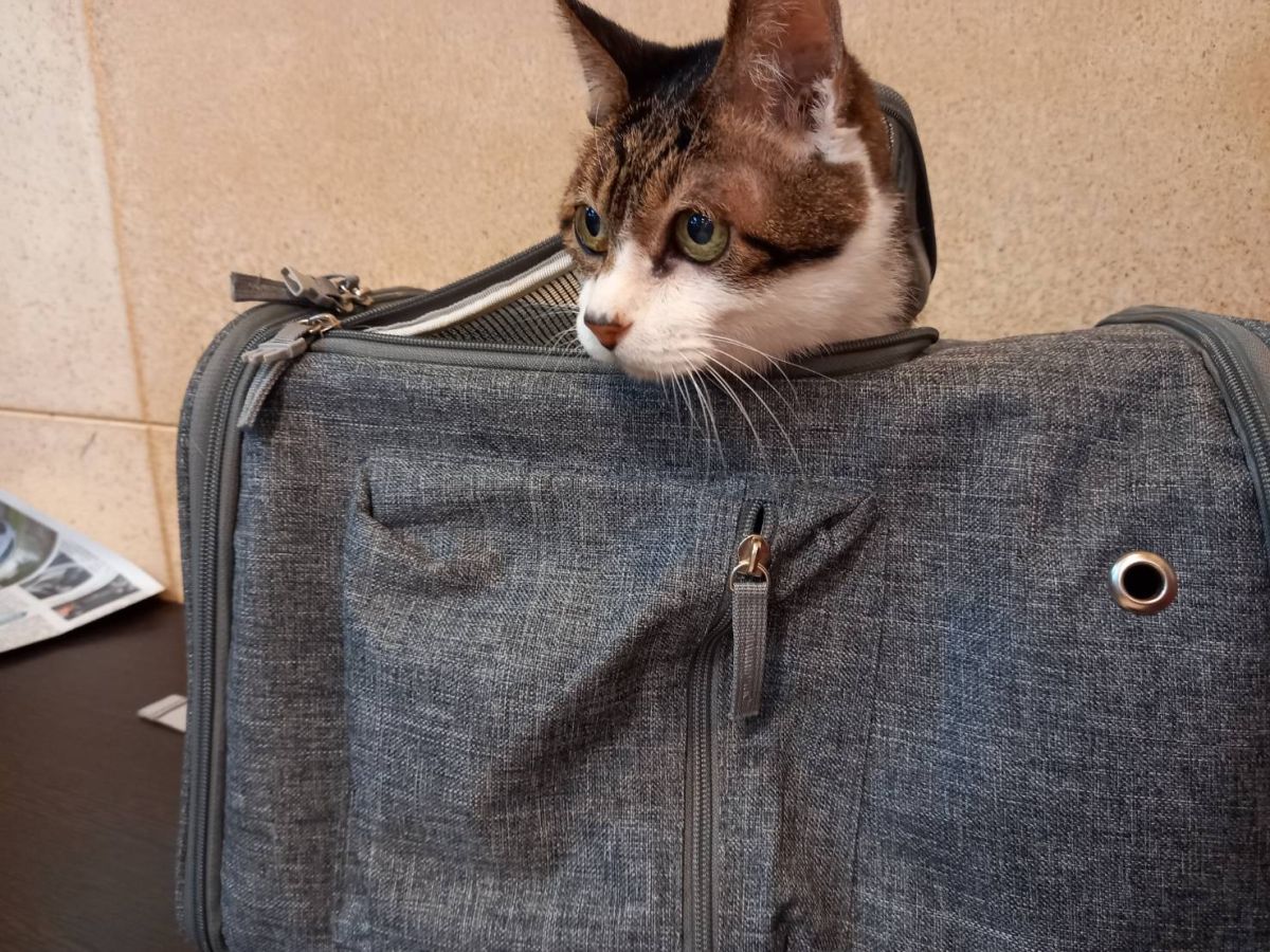 ▲部分社區要求寵物不落地，兼顧住戶需求與社區環境。（圖／NOWnews資料照片）