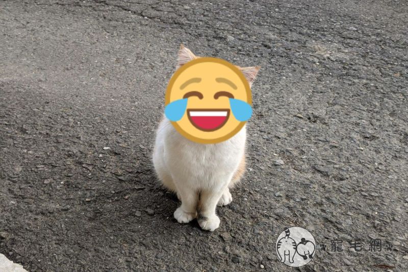 橘白貓經常「臉歐歐」　飼主揭驚人真相網笑：想當黑手？
